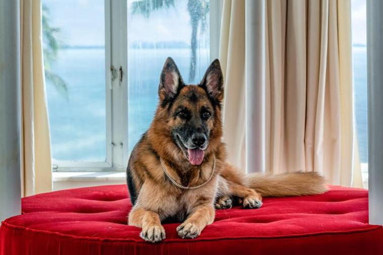 Madonina vila, privatni avion i 325 miliona dolara na računu: Upoznajte Gantera, najbogatijeg psa na svetu