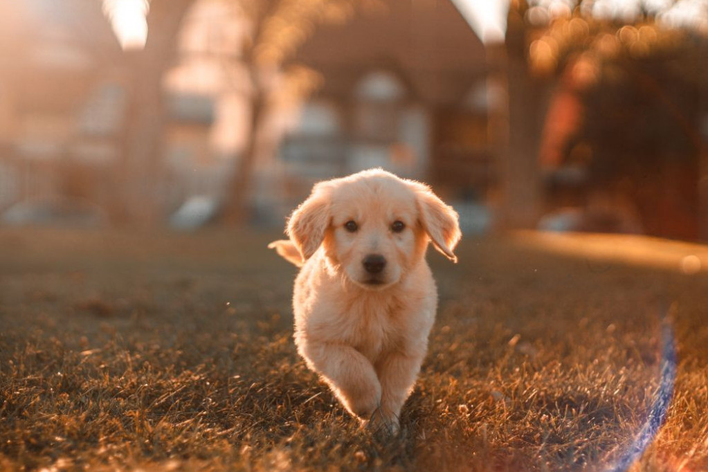 Horoskop za 21. jul: Ribe premorene, Lavovi iritiraju partnera, a jedan znak je hronično nesiguran u sebe