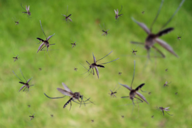 Rešite se malih krvopija na prirodan način! Ovaj recept odbija komarce, a pravi se za 5 minuta FOTO