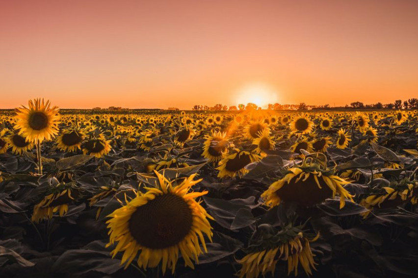 Horoskop za 4. septembar: Lav besan, Škorpija ima dobar poslovni plan