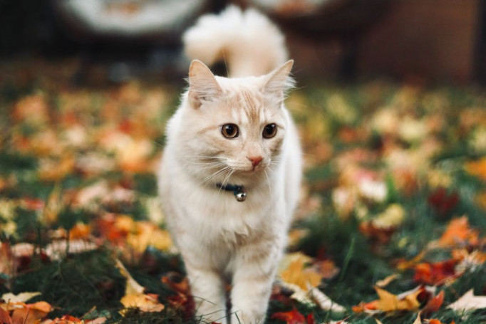 Horoskop za 9. oktobar: Ovnu je potreban pouzdan poslovni partner, Devica deluje uznemireno